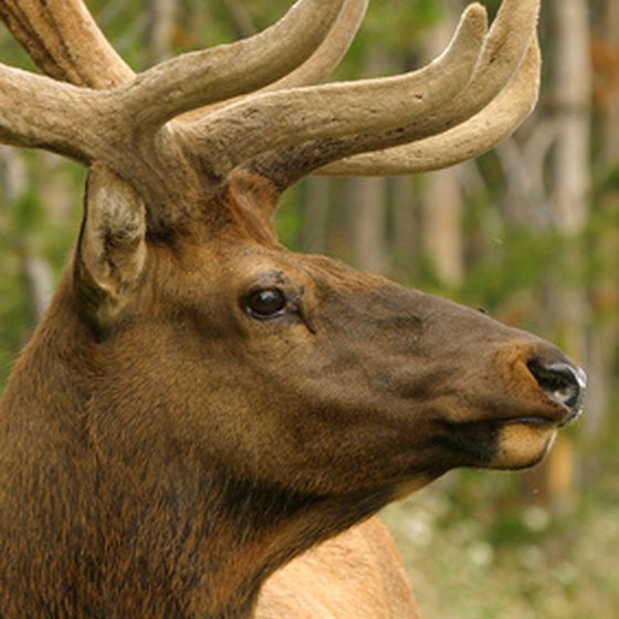 Great Smoky Mountains National Park near Pigeon Forge has elk and other wildlife.