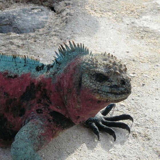 See colorful marine iguanas on a cruise of the Galapagos Islands.