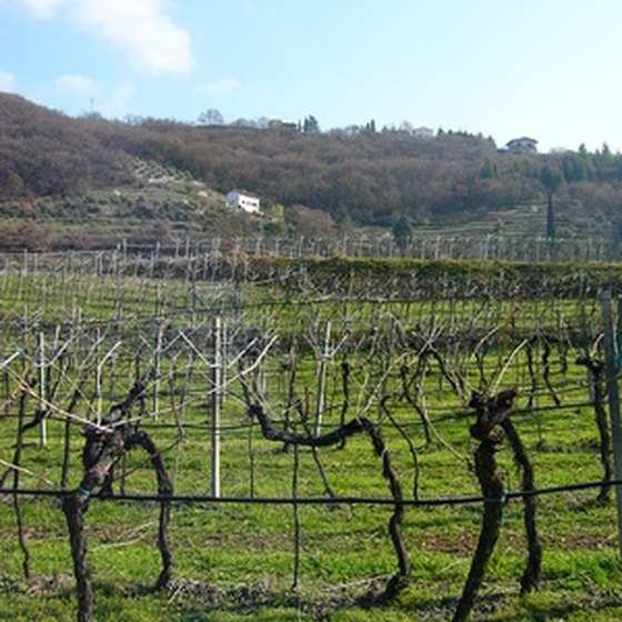 Escorted tours will take you through vineyards in Le Marche, Italy.