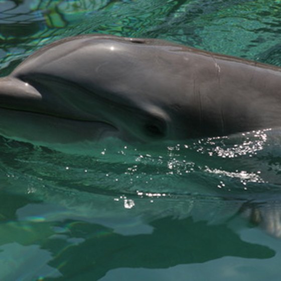 Swimming with dolphins is one tourist activity in Orlando