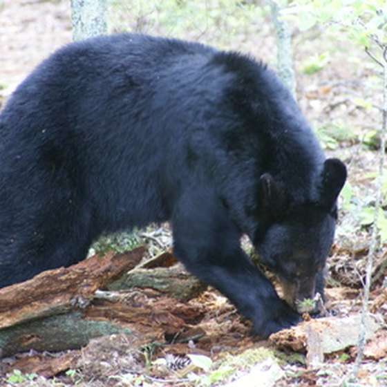 About 1,500 black bears live in Great Smoky Mountains National Park.