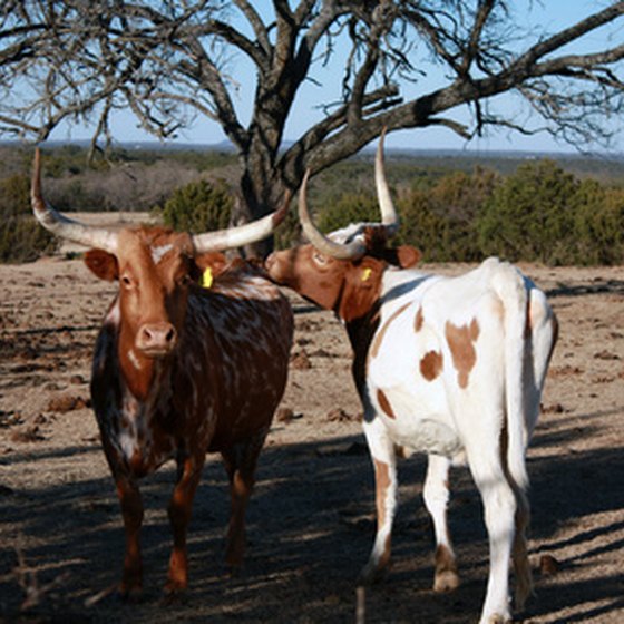West Texas has more Longhorns than people.