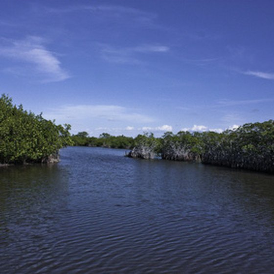 Mangroves among the Ten Thousand Islands of Everglades National Park.