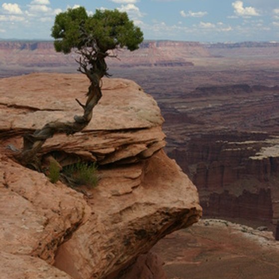 Each year, thousand of Grand Canyon visitors hike on trails that criss-cross the national park.