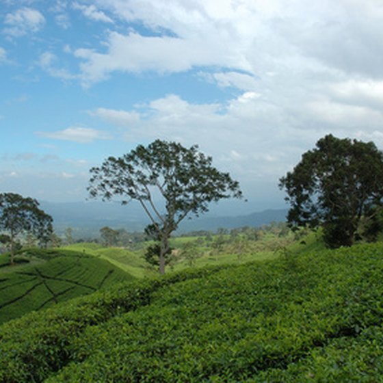 Tea is a major focus of Malaysian rural tourism.