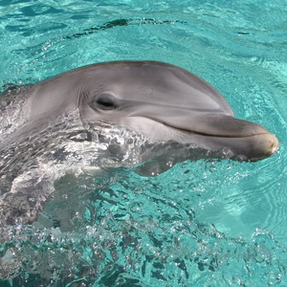 Get up close and personal with dolphins.