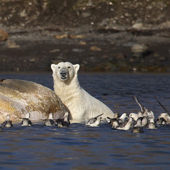 Cruises to Baffin Island give you the chance to see polar bears.