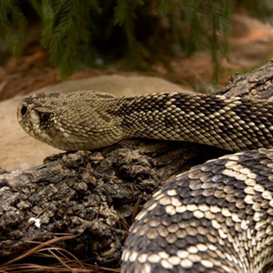 Rattlesnakes will leave you alone - if you leave them alone.