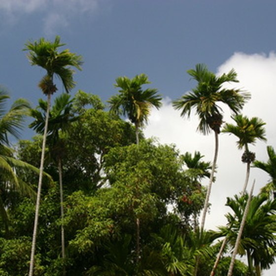 Enjoy the tropical wonderland of Belize!