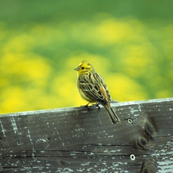 The Alabama state bird is the yellowhammer.
