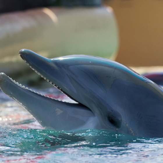SeaWorld lets visitors interact with dolphins and other marine life.