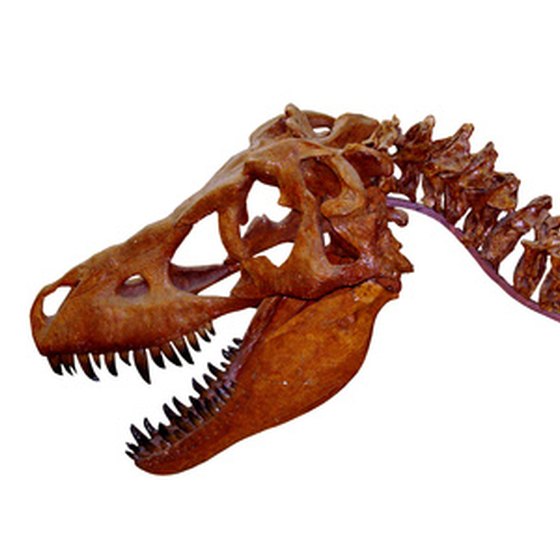 A fossilized Tyrannosaurus rex skeleton