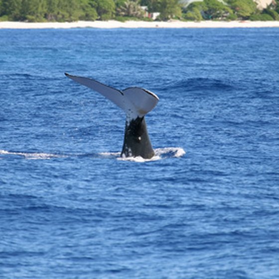 Whale flukes are often sighted in Long Beach Harbor.