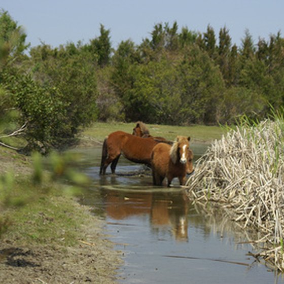 Wild Chincoteague ponies are among the attractions at Assateague Island National Seashore.