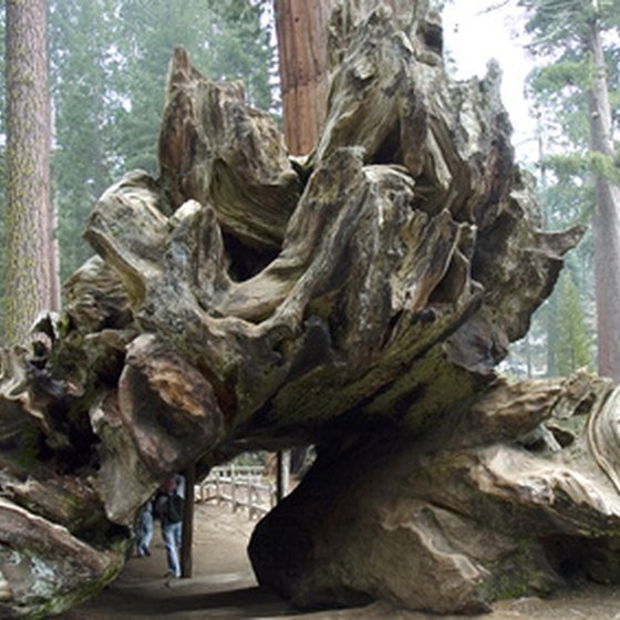Redwoods can dwarf even the tallest humans.