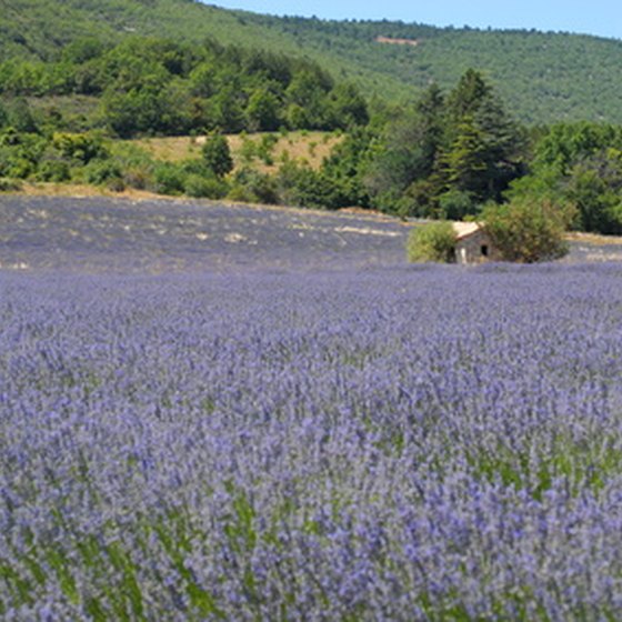 France's diverse landscapes range from lavender fields to snow-capped peaks.