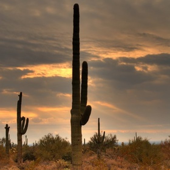 The Sonoran Desert has much to offer to travelers from around the globe.