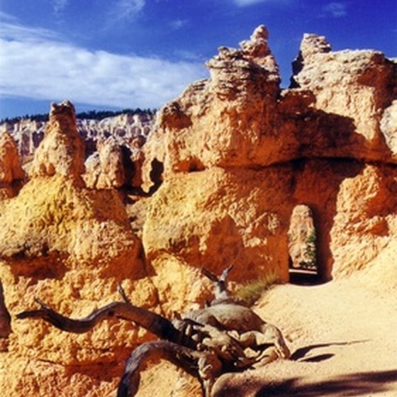 Bryce Canyon provides outdoor activities for pets and owners to enjoy.