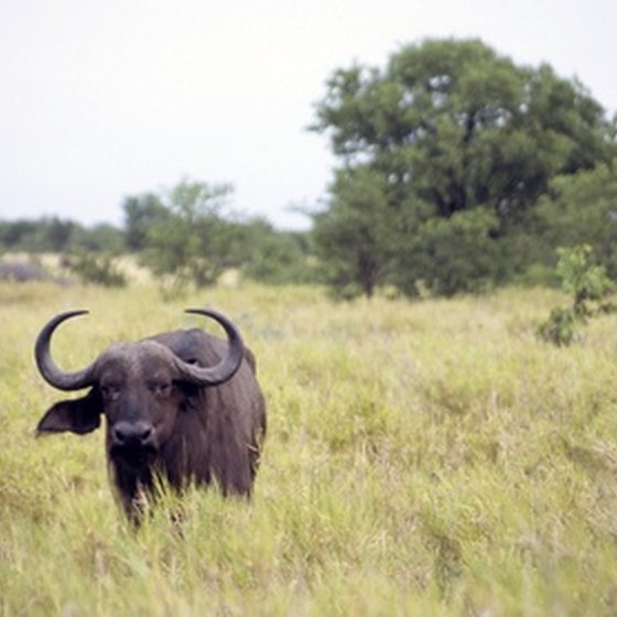 Africa is known for its difficult-to-hunt wildlife.