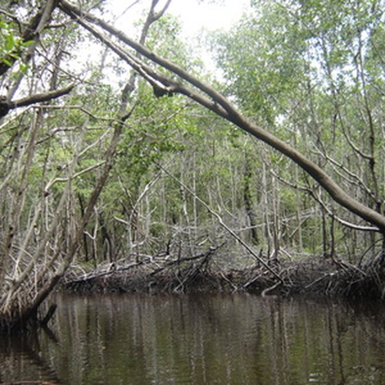 Visit Florida's cypress swamps.