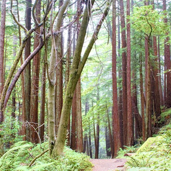 Redwood forest hiking path.
