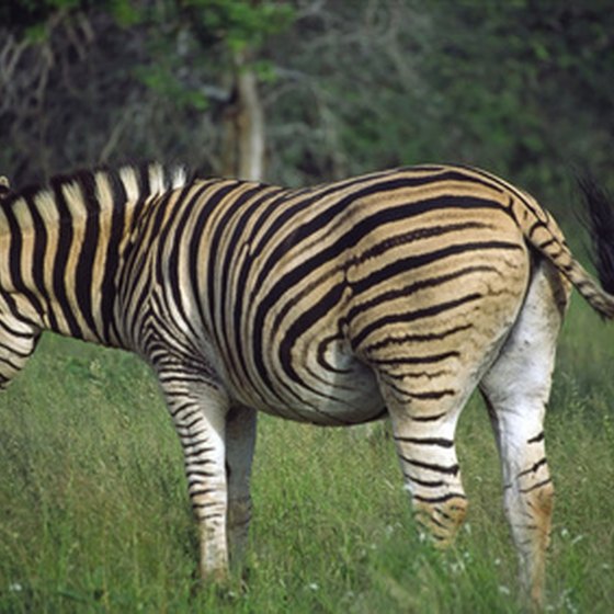 Safaris offer stunning views of wildlife.