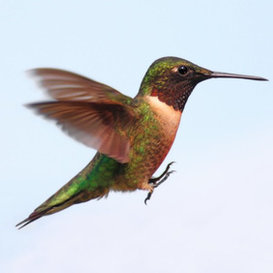 Ruby-throated hummingbirds follow a migration path through the Houston metropolitan area and can be spotted seasonally at the Houston Arboretum.