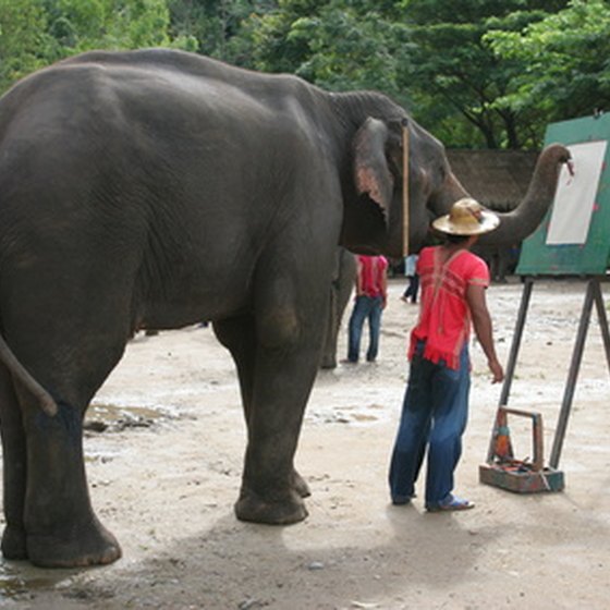 Chiang Mai is as noted for its elephants as for its adventure sports.