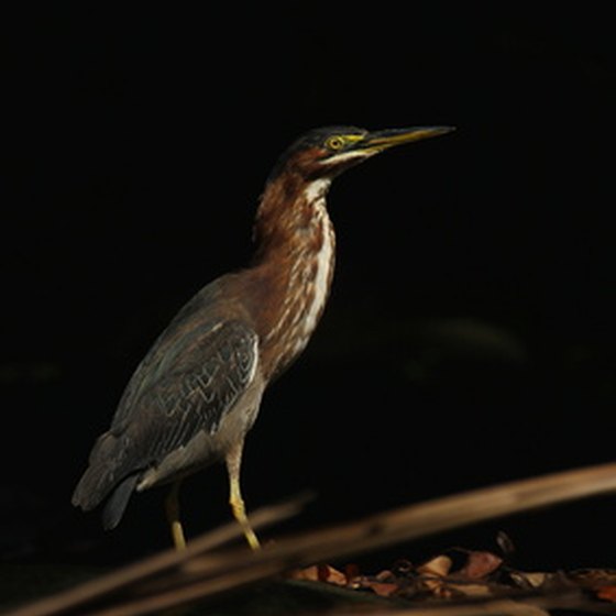 The jungles of Panama are home to a wide variety of birds.