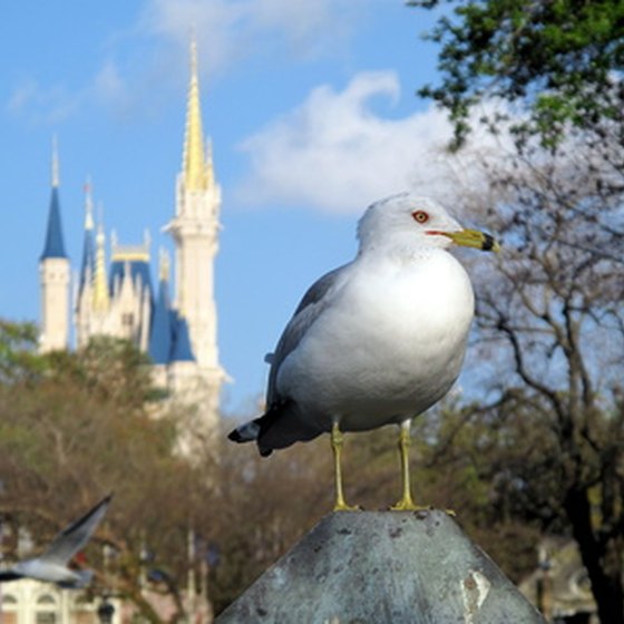 Fort Wilderness is near the famous Disney castle.