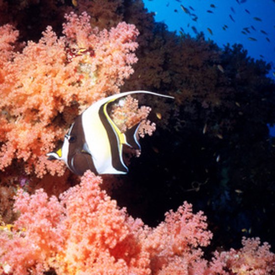 Novice divers can experience the protected reefs around Cozumel.