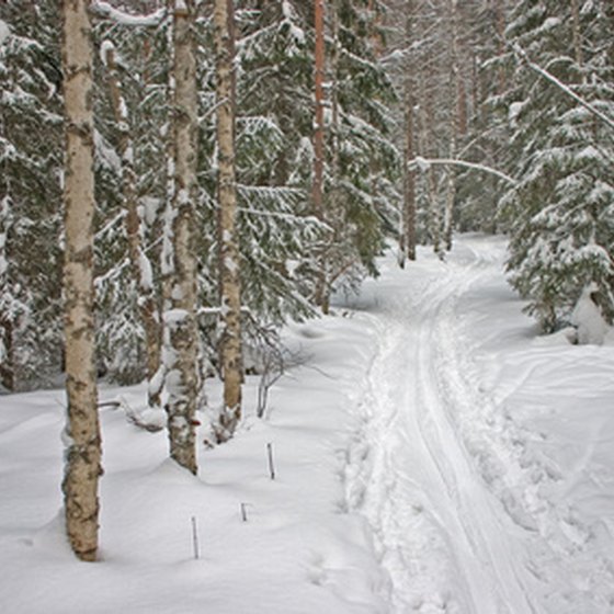 Acadia's carriage roads wind through snow-covered pines and birch forests.