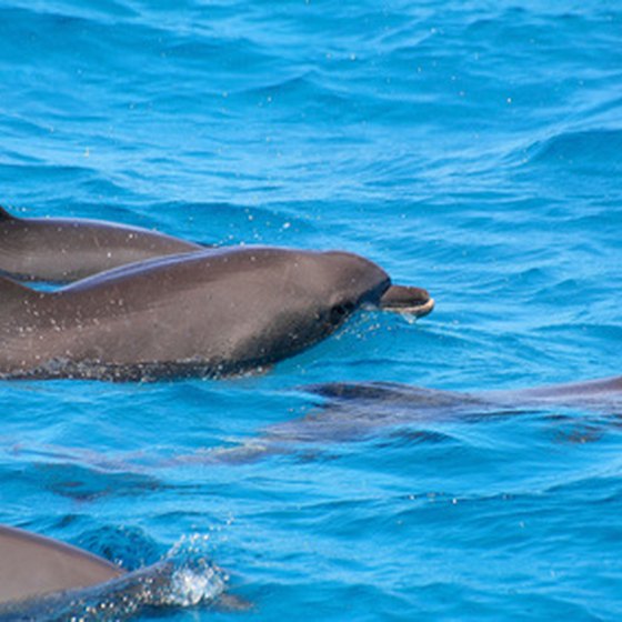 View the dolphins on a Panama City boat tour.