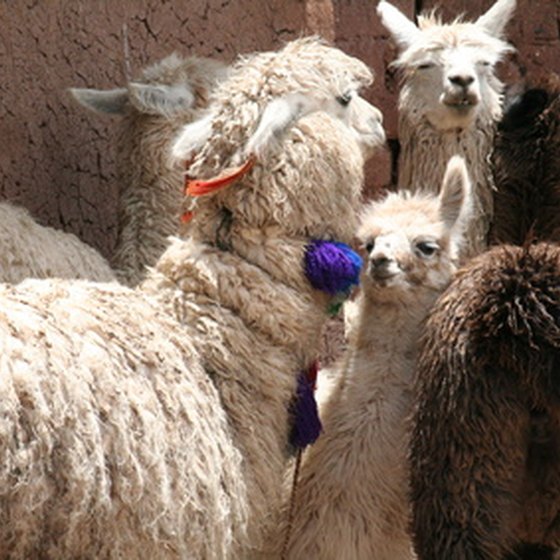 Peru is home to Andean Llamas