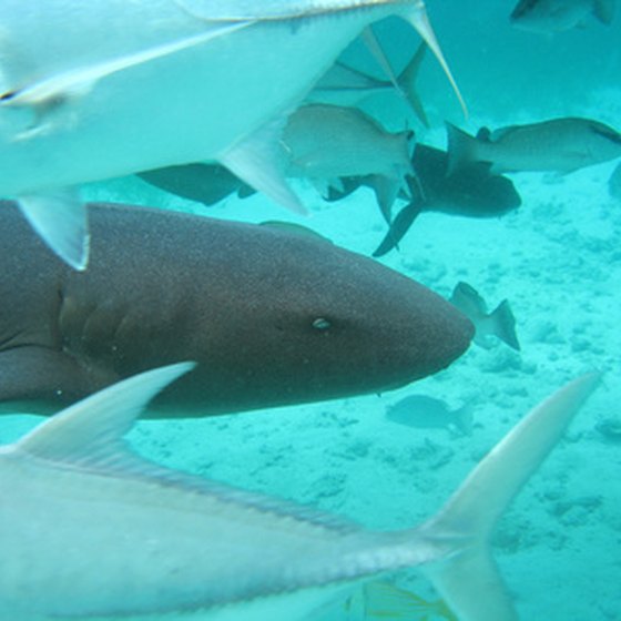 Shark Ray Alley is a popular diving area off the Ambergris coast.