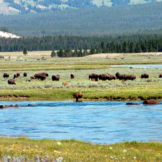 Yellowstone National Park is home to a wide variety of wildlife.
