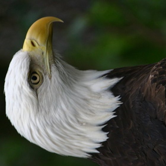 Bald eagle watching is a popular event at Beaver's Bend State Park.