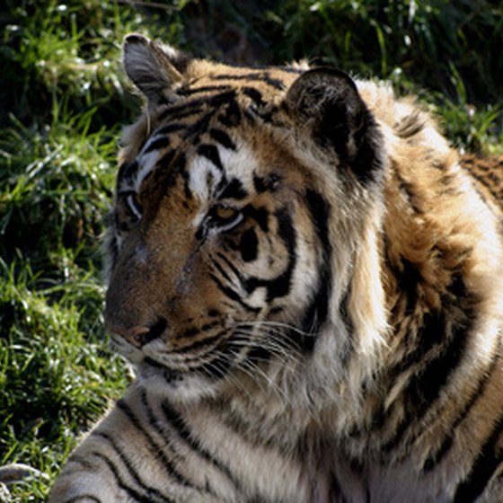 Rescued tigers make their home at the Tiger Creek Wildlife Refuge in Tyler, Texas.