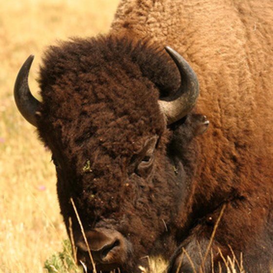 Herds of bison, Wyoming's state mammal, can be seen just outside of Cheyenne.