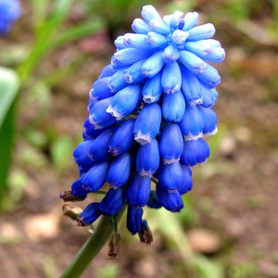 Texas flower is the Bluebonnet, which grows wild.