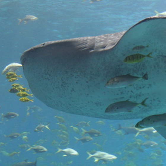 Many divers travel to Wolf and Darwin Islands just to see a whale shark.