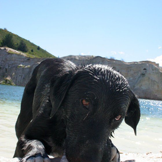 Pet friendly hotels provide ocean access for you and your pet.
