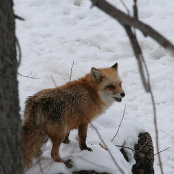 A fox enjoying the snow at Big Bear