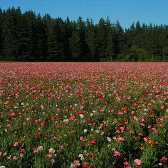 Field of flowers along Oregon highway