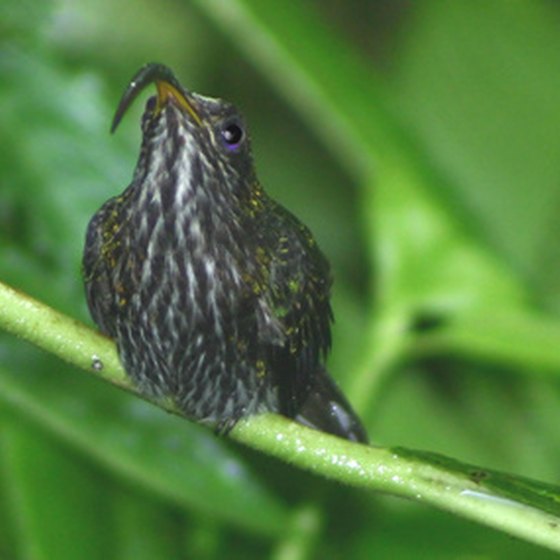 Birding by boat tours are offered in Panama, a destination for birders.