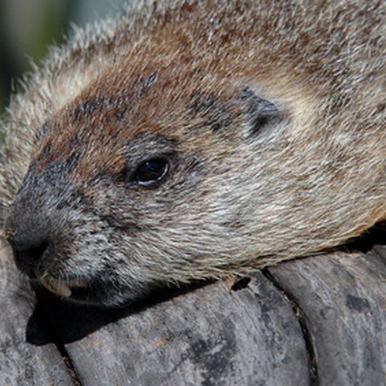 The woodchuck is just one of many forest animals that inhabit Baxter.
