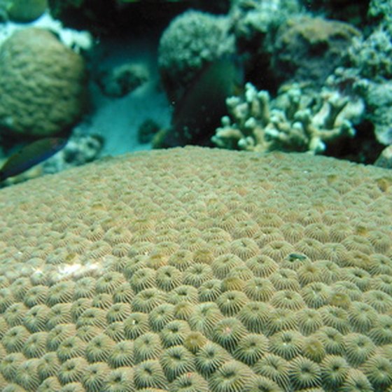 Brain corals are characteristic of Playa de Carmen.