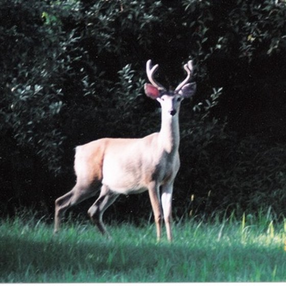 Deer hunting is popular in Ohio.