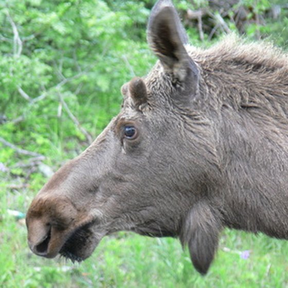 Moose are commonly seen in Alaska, even at times in downtown Anchorage.
