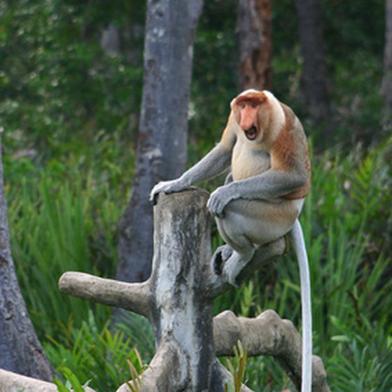 Nature watching is a big part of Malaysia's adventure sports.